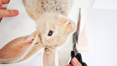  צילום: דילה באירמוב 