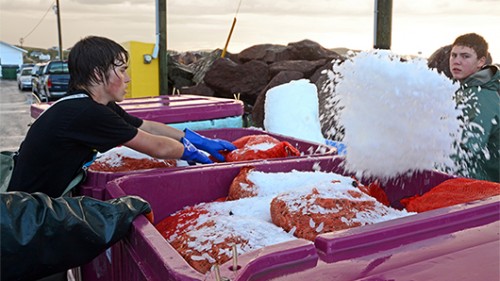 שלל הדיג מובא לנמל טווילינגייט. צילום: איציק מרום