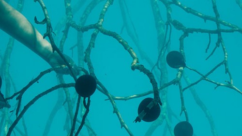 שרון גלזברג, "חליפת עורה", 2009, וידיאו, 7:40 דקות, הקרנה מחזורית שרון גלזברג, "חליפת עורה", 2009, וידיאו, 7:40 דקות, הקרנה מחזורית