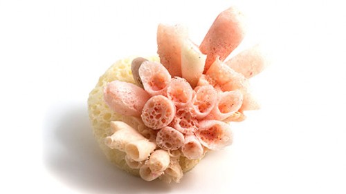 אנאבל פרלטה: החיבור בין החומר הספוגי והמוקצף לתבניות הסיליקון הניב סדרת אובייקטים יצוקים המזכירים אלמוגים.