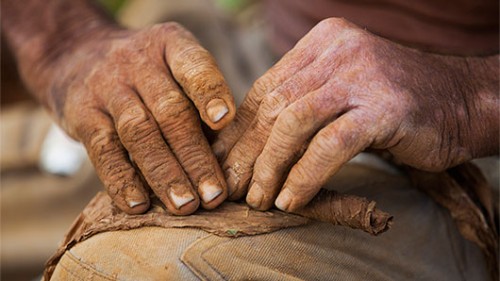 גלגול סיגרים. עבודת יד שנעשית על ידי מגלגלים מקצועיים. צילום: לירון שמעוני