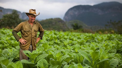 עמק ויניאלס שבמחוז פינאר דל ריו נודע בזכות הטבק האיכותי המיוצר בו. צילום: לירון שמעוני