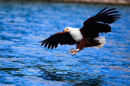 השלכים מורגלים בנוכחותם של המקומיים צילום: לירון שמעוני השלכים מורגלים בנוכחותם של המקומיים צילום: לירון שמעוני