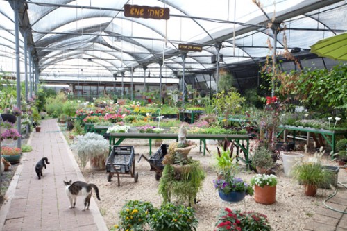 עלה ירוק. צילום: בועז לביא