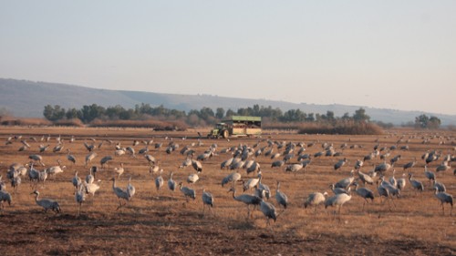 עגורים באגמון החולה. צילום: אורלי גנוסר עגורים באגמון החולה. צילום: אורלי גנוסר