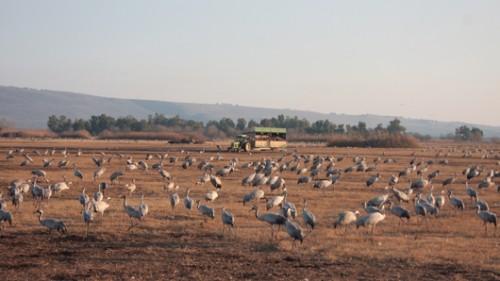 עגורים באגמון החולה. צילום: אורלי גנוסר