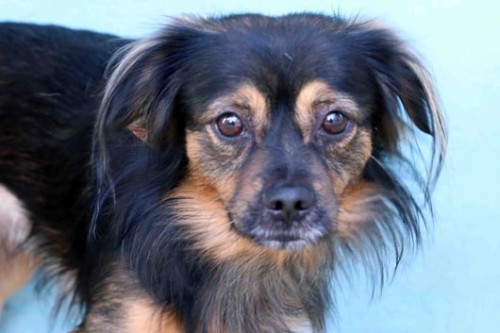 צער בעלי חיים