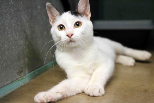 צער בעלי חיים