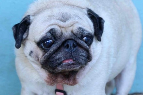 צער בעלי חיים