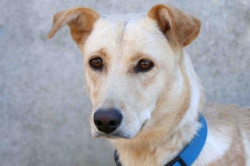 צער בעלי חיים