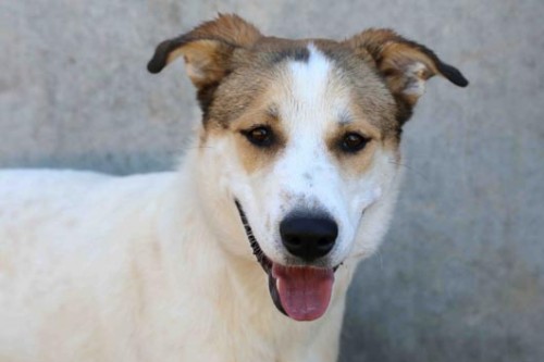 צער בעלי חיים