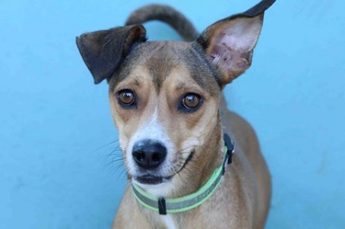 צער בעלי חיים