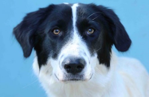 צער בעלי חיים