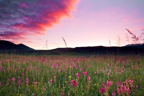 בתחילת הקיץ העמקים מתמלאים במרבדים של פרחי פרג. צילום: עודד וגנשטיין