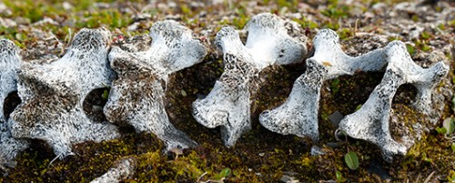 עצמות בעלי חיים | צילום: Courtesy of the Gouvernor of Svalbard and/or Oceanwide Expeditions, לא לשימוש חוזר
