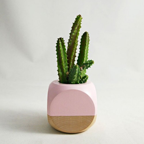 עציץ של Sea and Arstes | צילום: יח"צ