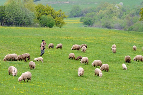 הרועים, אנשים קשוחים שחיים בטבע עם עדריהם, מוכנים לכל מזג אוויר | צילום: איציק מרום