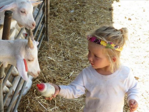 סיור בדיר העיזים במחלבת טבע עז, מושב בן עמי | צילום: יח"צ