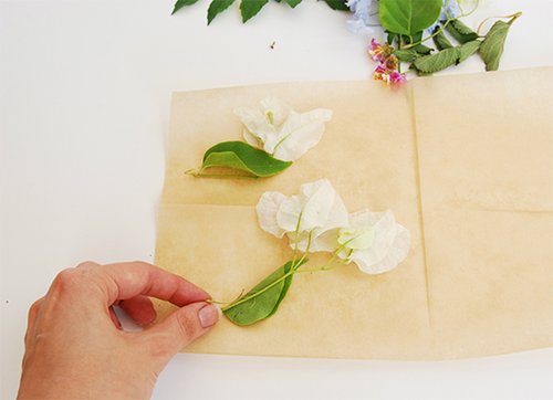 שלב 1: מסדרים את הצמחים על נייר אפייה | צילום: דילה באירמוב