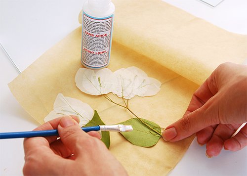 שלב 4: מחלצים את הצמחים | צילום: דילה באירמוב 