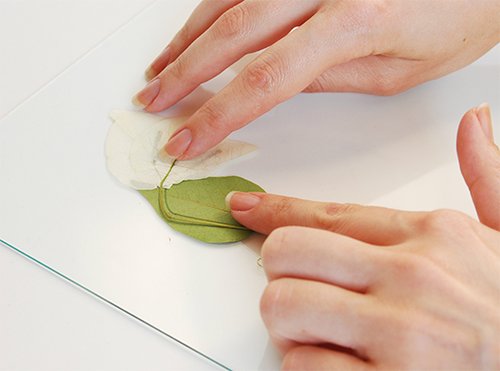 שלב 5: מדביקים את הצמחים על הזכוכית | צילום: דילה באירמוב 