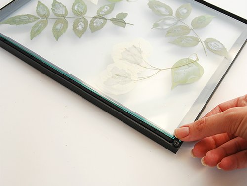 שלב 6: ממסגרים את הצמחים | צילום: דילה באירמוב 