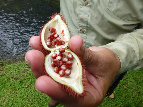 פרי שמצא ג'ובאני במהלך הסיור בחווה. צילום: סיגלית בר