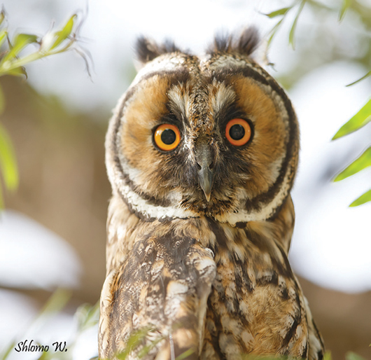 צילום של שלמה ולדמן