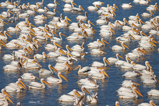 צילום של שלמה ולדמן