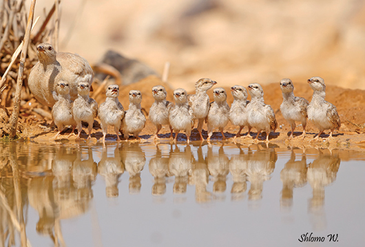 צילום של שלמה ולדמן
