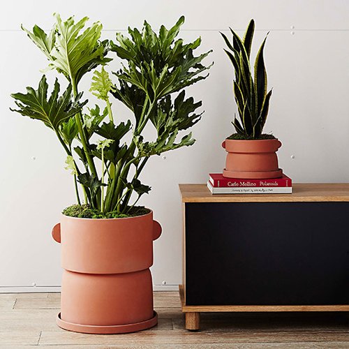 עציצי הטרקוטה של West elm וסטודיו קומונה עציצי הטרקוטה של West elm וסטודיו קומונה