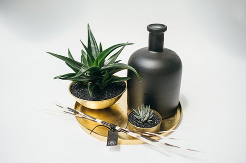 סוקולנט קטן בקערה, 120 ש"ח | צילום: שי פרנקו