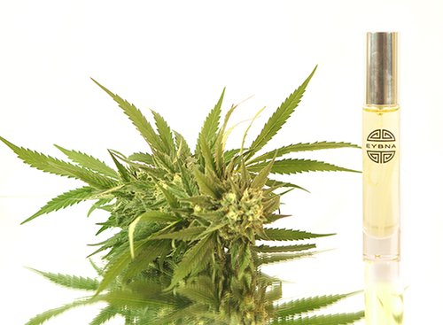 תמצית ריח קנאביס של איבנה | צילום : אביחי אלבז