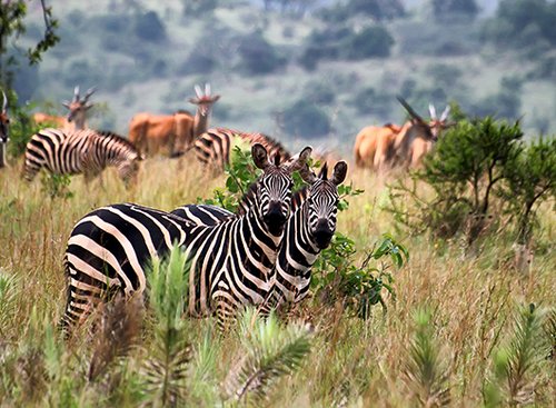 זברות בפארק הלאומי אקגירה ברואנדה | צילום: shutterstock
