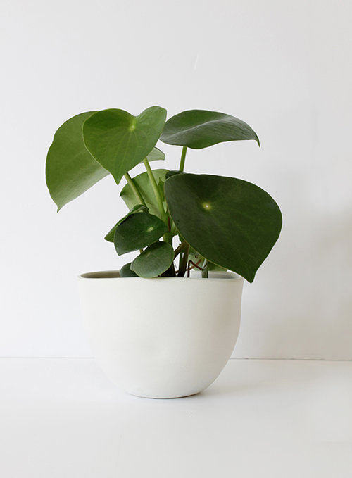 שרך, להשיג ב־We love plants | צילום: חן עטר שרך, להשיג ב־We love plants | צילום: חן עטר