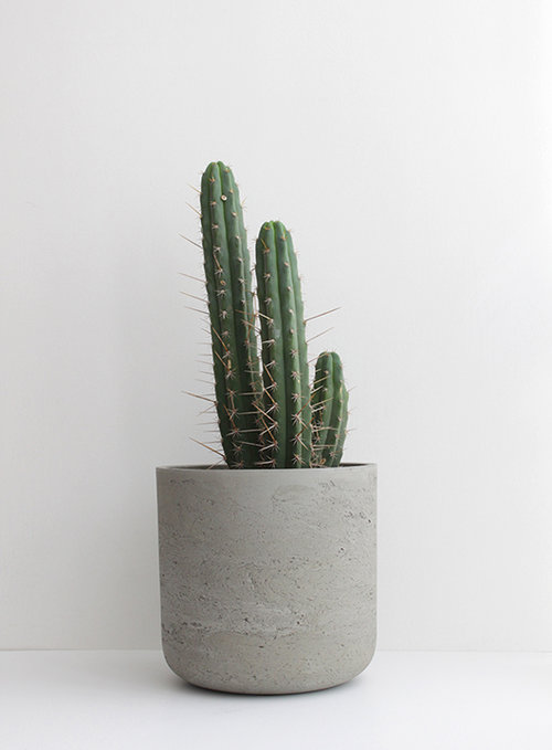 קקטוס לנשמה | צילום: מיכל רולנד