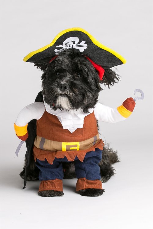 תחפושת פיראט לכלב של Adika, מחיר: 59 שח | צילום: בר שריר