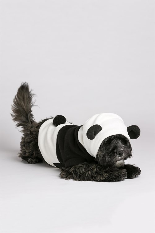 תחפושת פנדה לכלב של Adika, מחיר: 59 שח | צילום: בר שריר