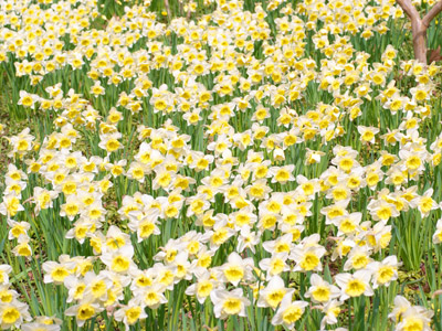 מטיילים בעקבות נרקיסים | מגזין את