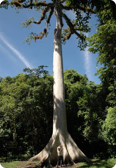יחודו של עץ הסייבה בא לידי ביטוי בגזעו, היכול לעשות פוטוסינתזה; בפרחים הנפתחים בשעות הערב; ובפרי, העטוף בכדורים דמויי צמר גפן המשמשים למילוי כריות ומזרנים