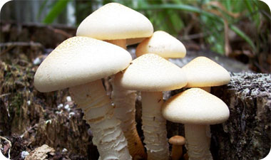 קנדידה היא אורגניזם מקרוסקופי ממשפחת השמרים. משפחה זו מוכרת מפטריות מאכל 