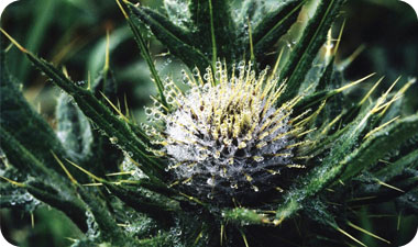 הדרדר הכחול מכיל פוליסכרידים [אילוסטרציה: ASAP Photos]