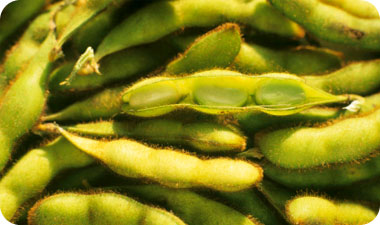 כיום לא מומלץ לתת לתינוק חלב סויה. אילוסטרציה: gettyimages