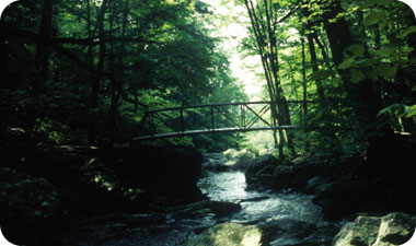 אורכם הכולל של הנחלים בפארק הלאומי הרי הסמוקי הגדולים עולה על ל-3,000 ק