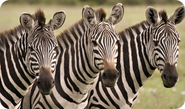 בתחילת העונה היבשה נעות הזברות למַסַּאי מַארָה [אילוסטרציה: Shutterstock]