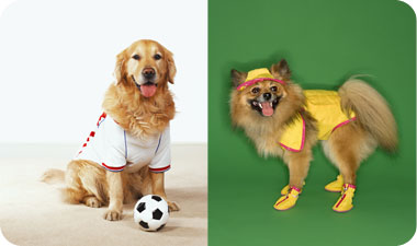 לכלב גדול מספיקה האנרגיה שלו כדי להתחמם [אילוסטרציה: photos to go]