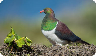 לקררו חשיבות גדולה למערכת האקולוגית של ניו זילנד [רועי גליץ www.galitz.co.il]