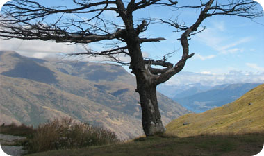 ההיסטוריה הגיאולוגית של ניו זילנד עשתה את המדינה לאי מבודד