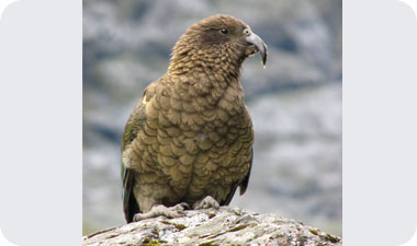 הקיאה, שמו ניתן לו על שם קריאותיו הדומות ל'קיאה'