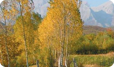 יפה כמו גלויה